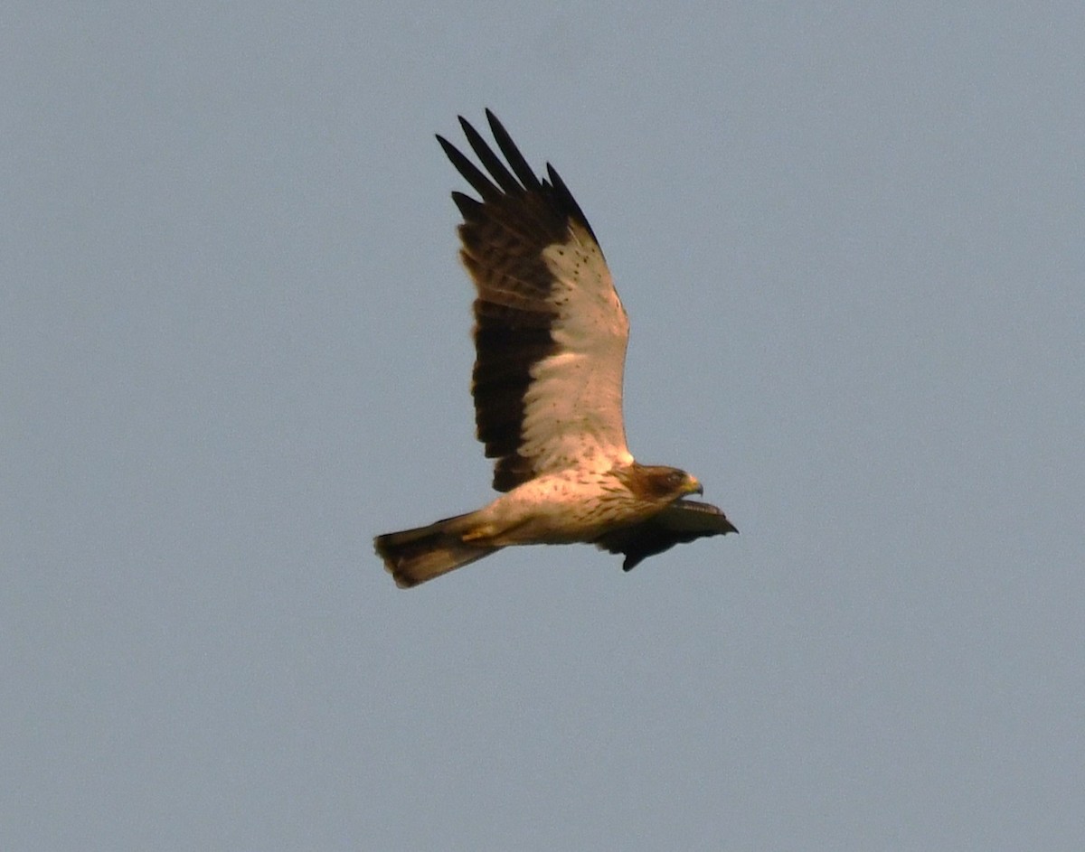 靴隼鵰 - ML646679373