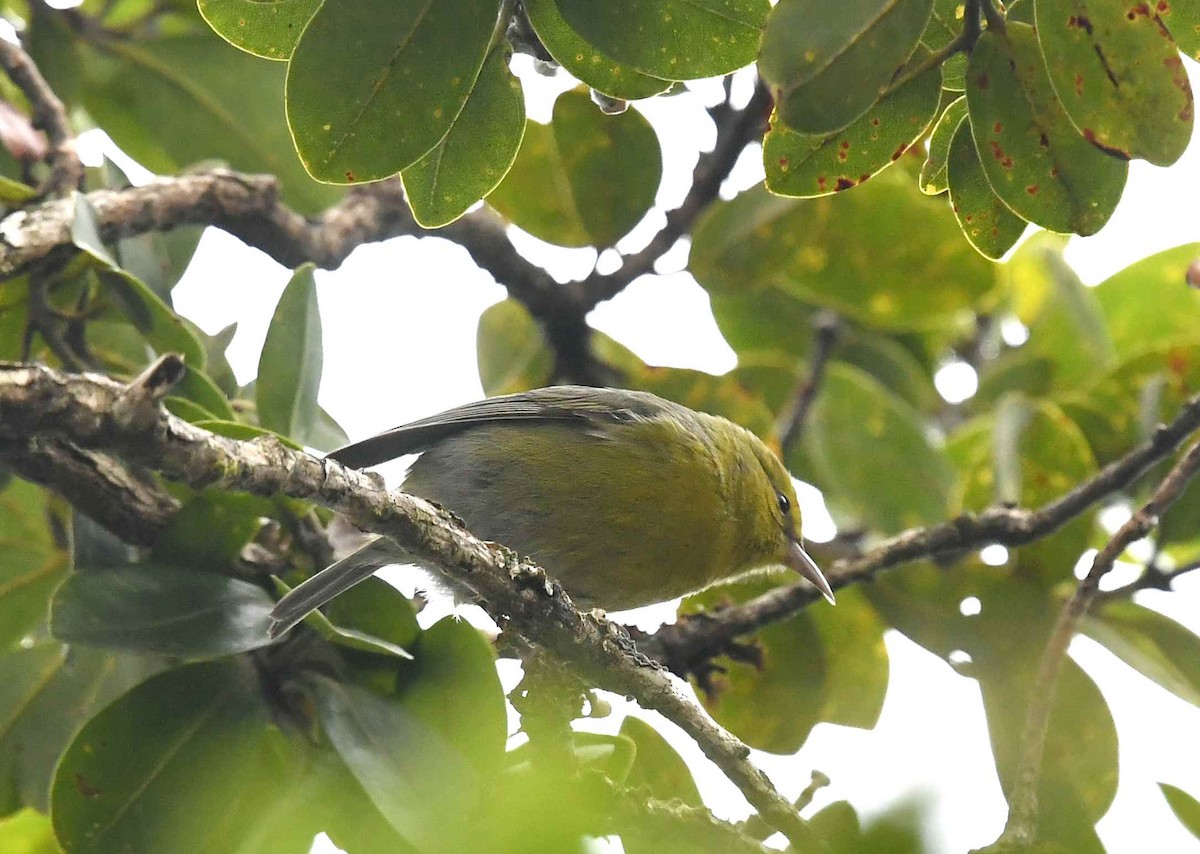 Анианиау - ML646679374