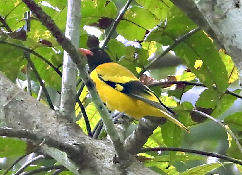 Black-hooded Oriole - ML646679375