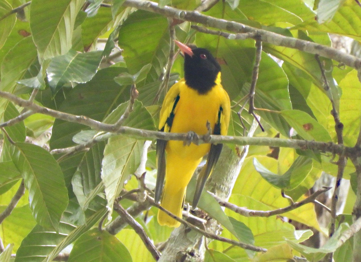 Black-hooded Oriole - ML646679376