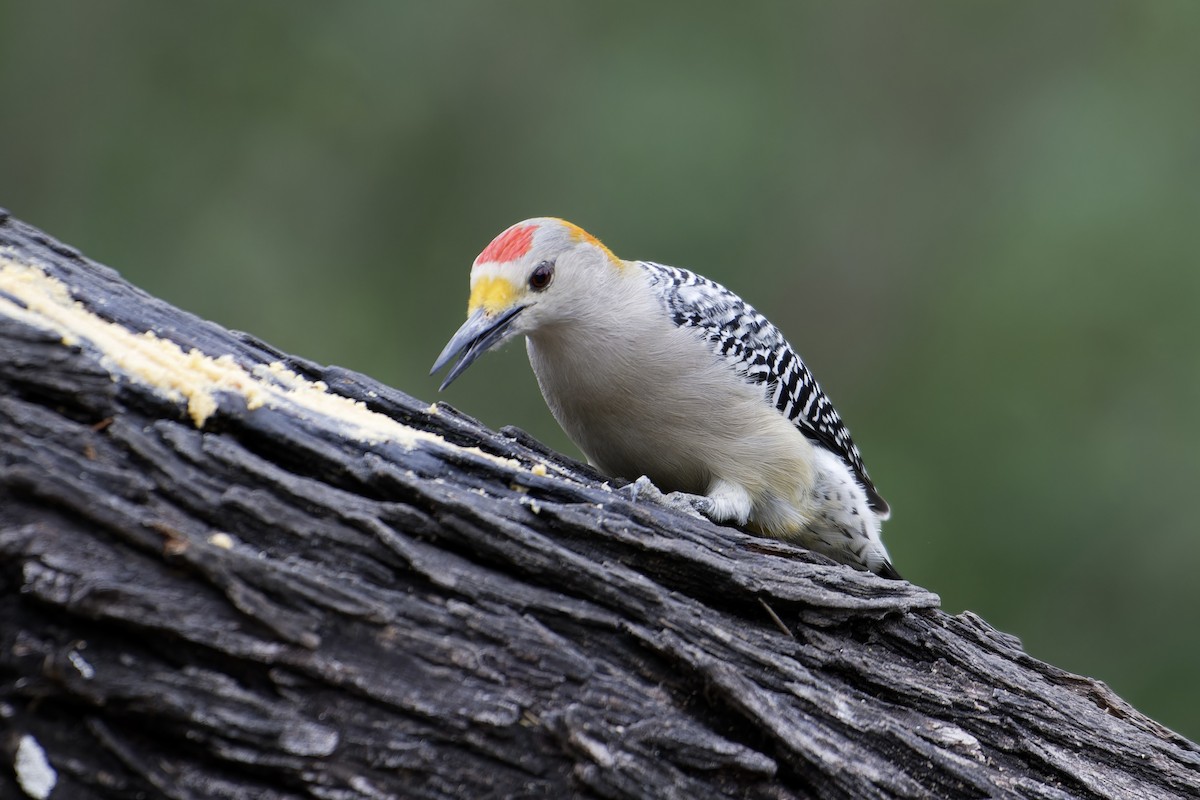 Golden-fronted Woodpecker - ML646679377