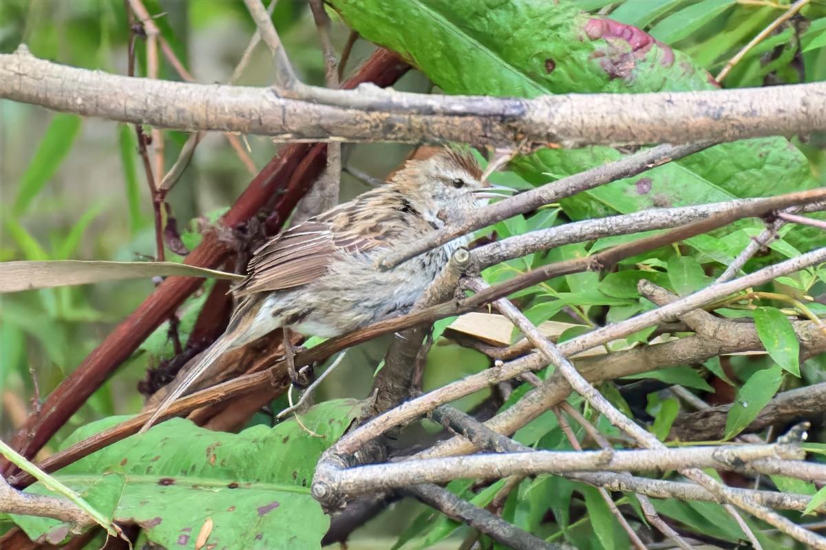 Little Grassbird - ML646679379