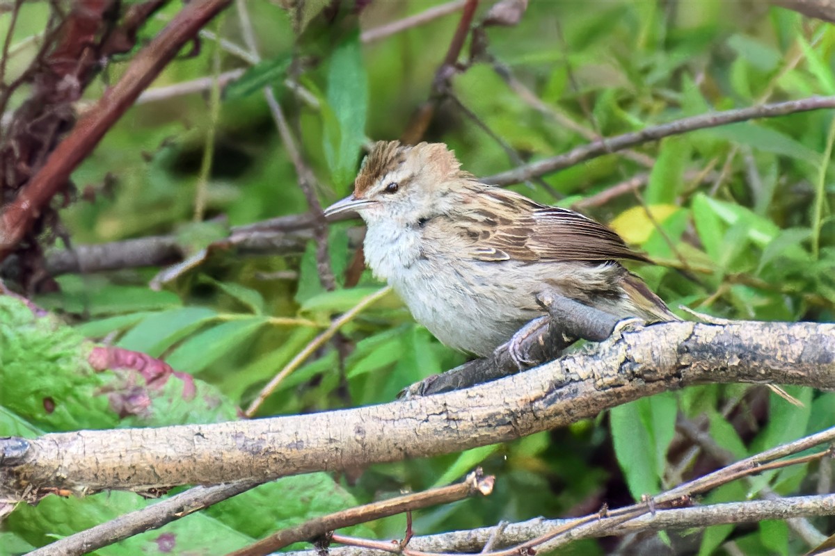 Little Grassbird - ML646679380