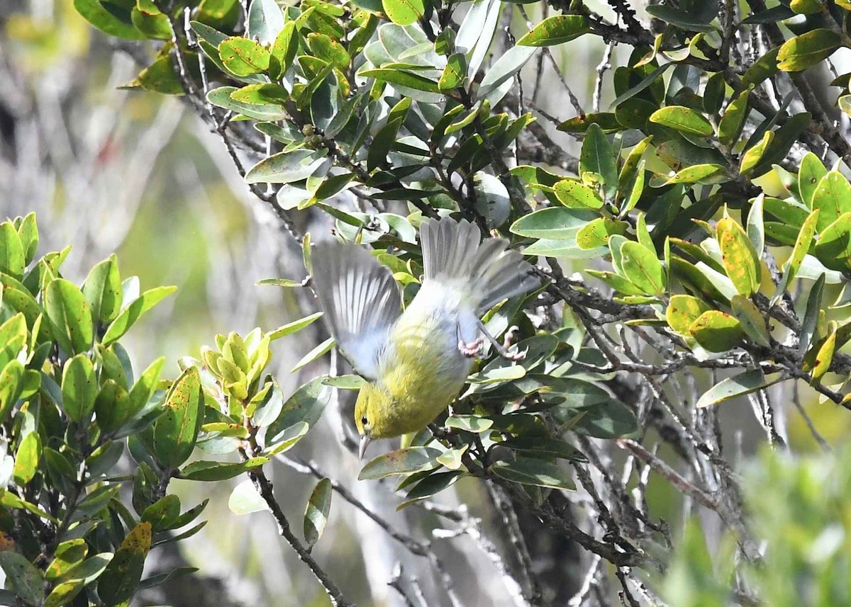 Анианиау - ML646679381