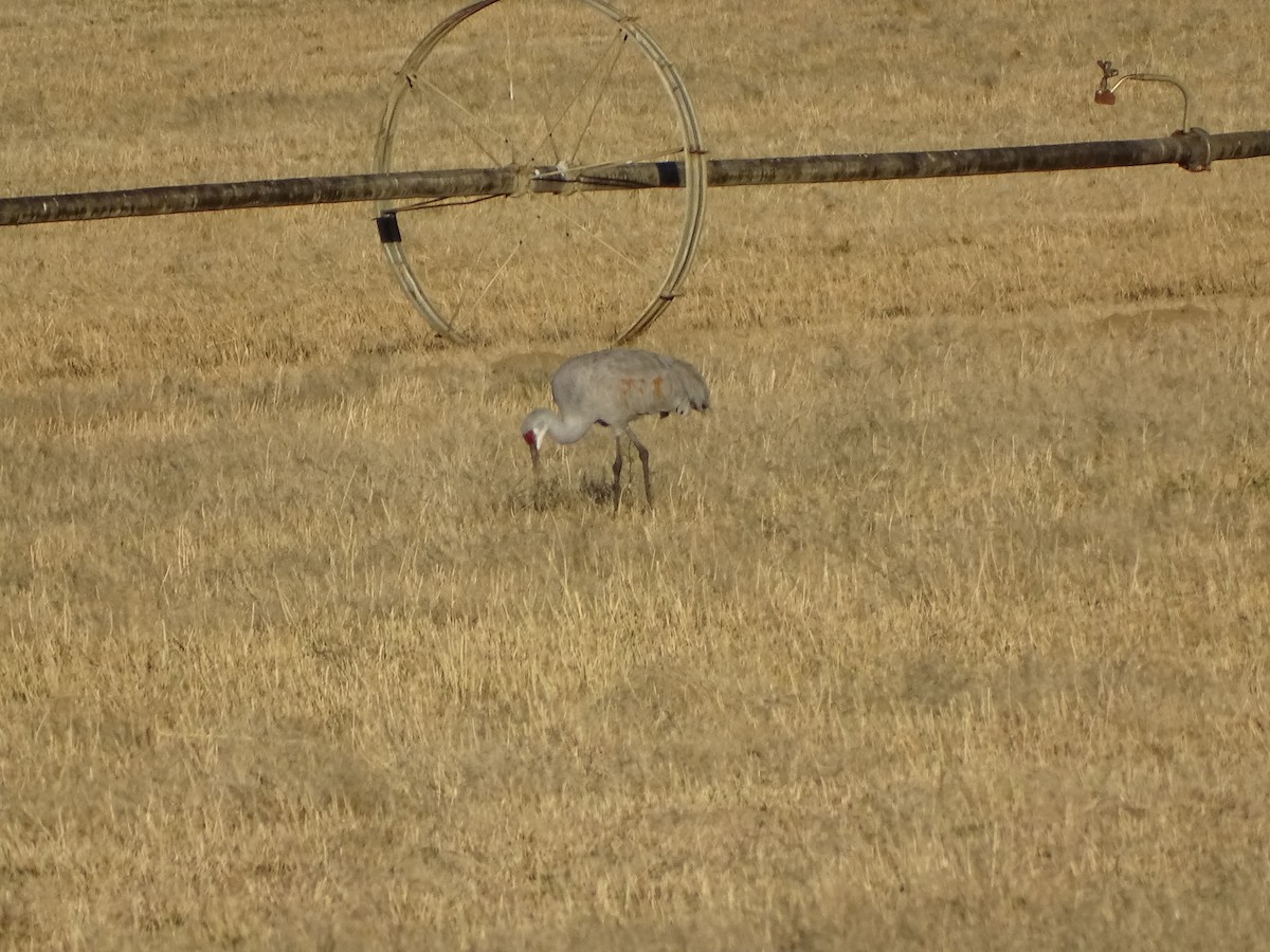 カナダヅル - ML646679385