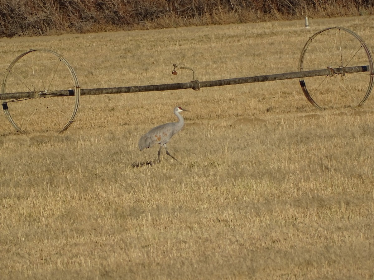 カナダヅル - ML646679386