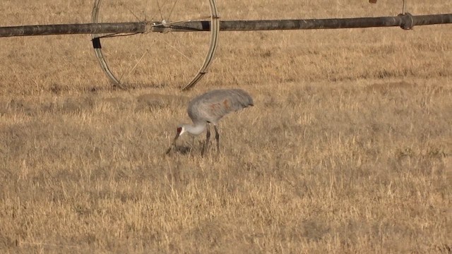 Kanada Turnası - ML646679387