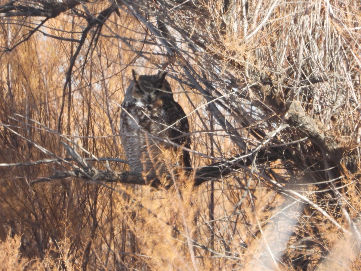 výr virginský - ML646679389