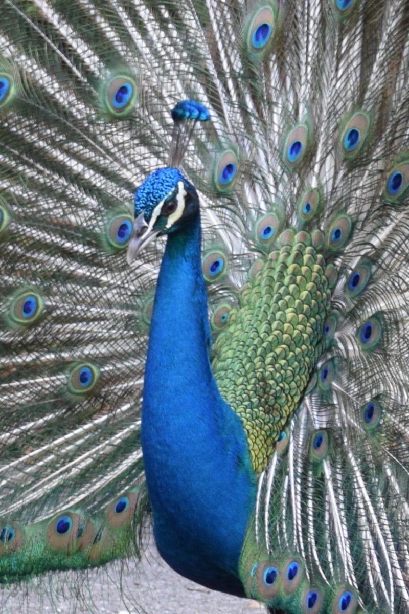 Indian x Green Peafowl (hybrid) - ML646679392