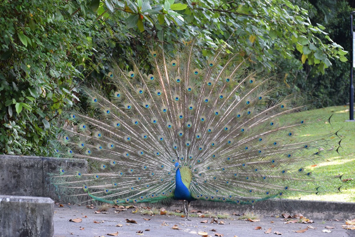 Indian x Green Peafowl (hybrid) - ML646679393