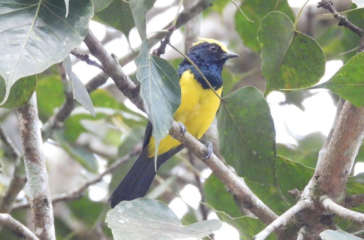 Sultan Tit (Yellow-crested) - ML646679394