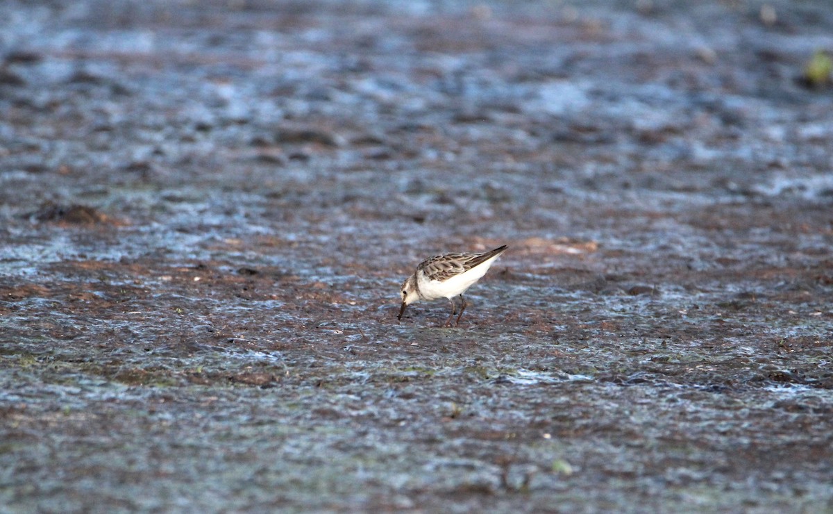 ヨーロッパトウネン - ML646679396