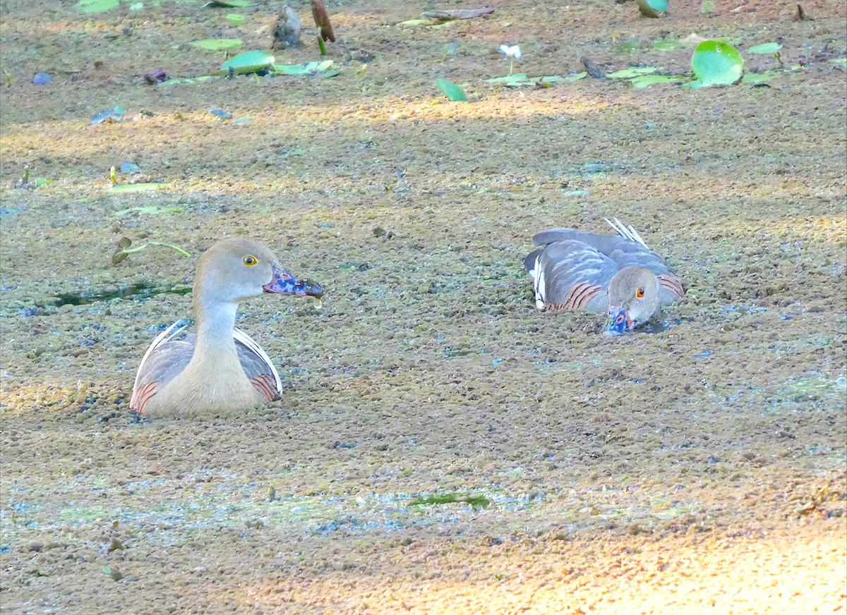 Plumed Whistling-Duck - ML646679402