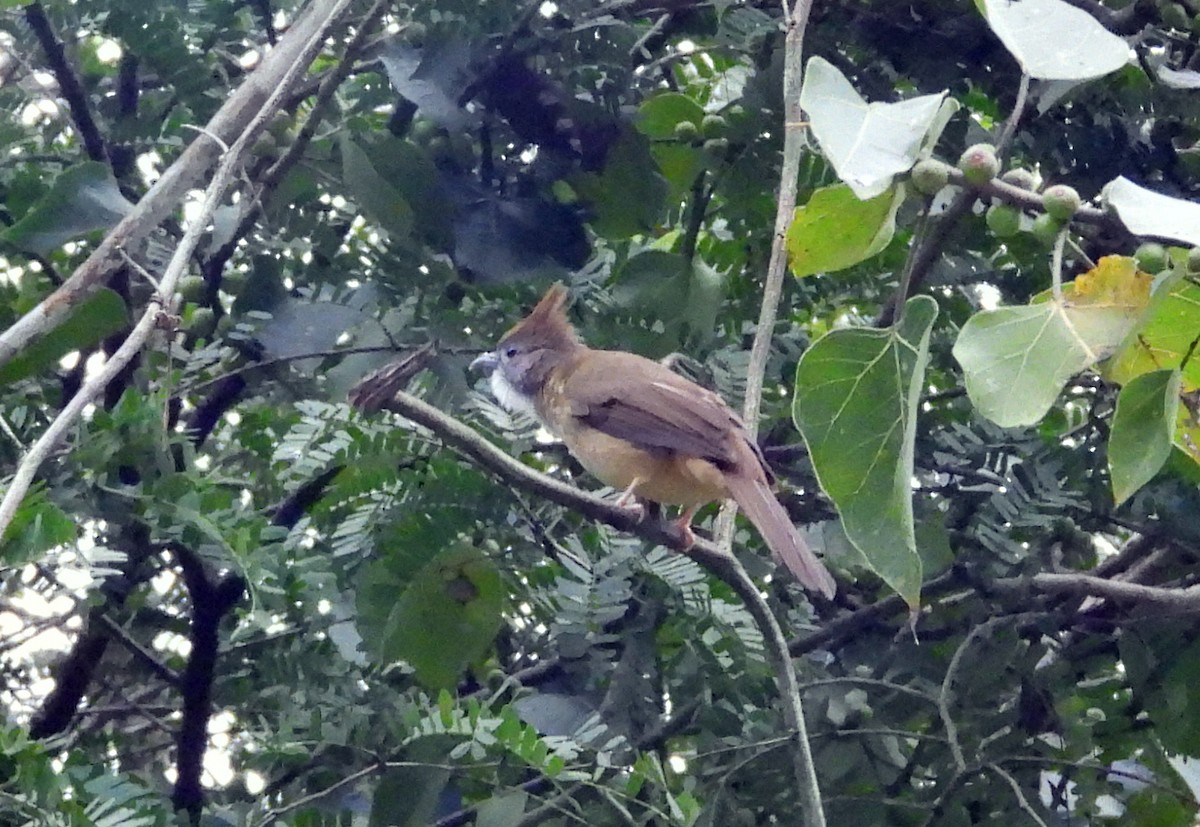 Puff-throated Bulbul - ML646679404