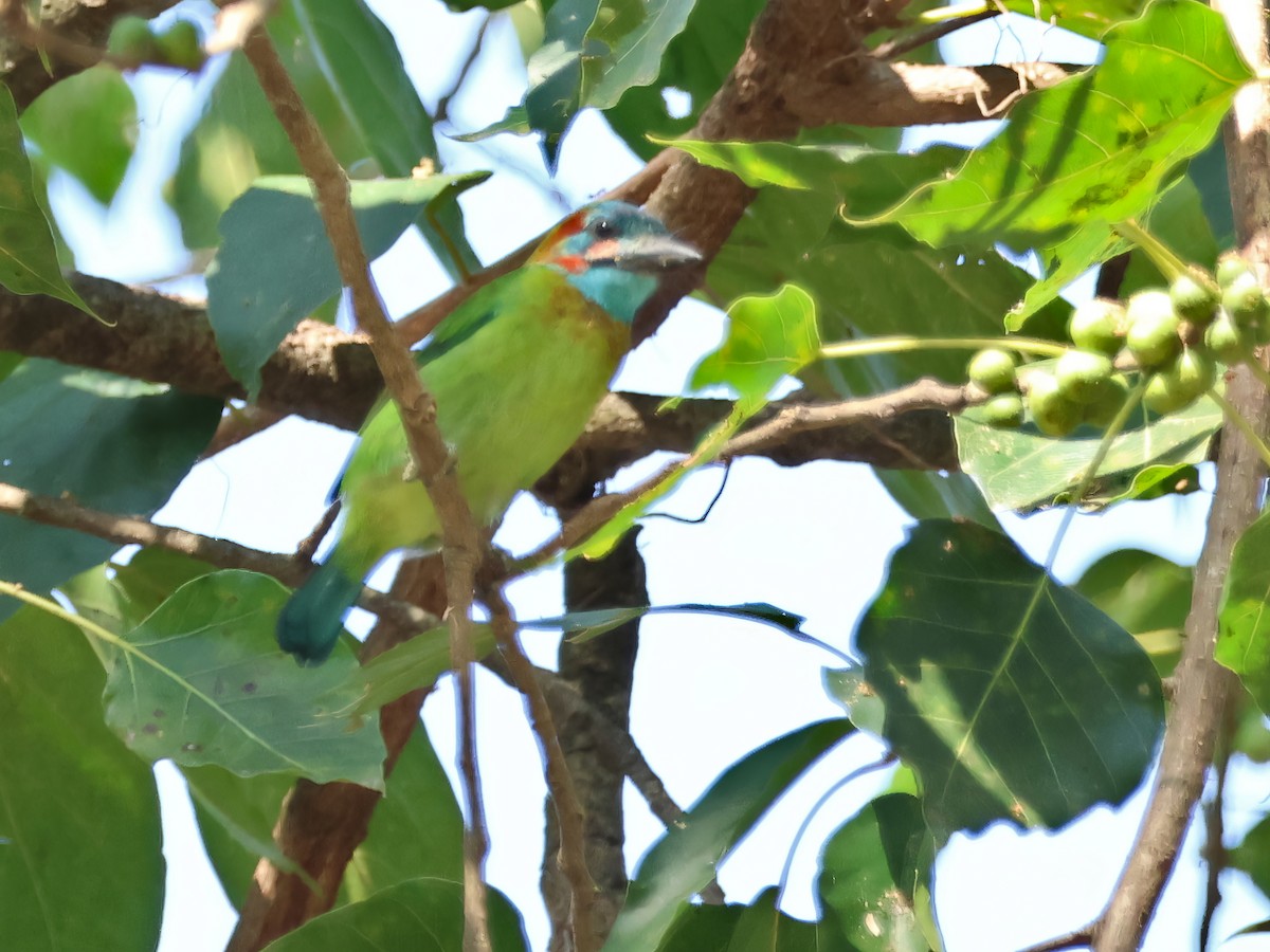 Blue-eared Barbet - ML646679405