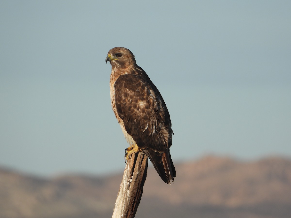 káně rudochvostá - ML646679406