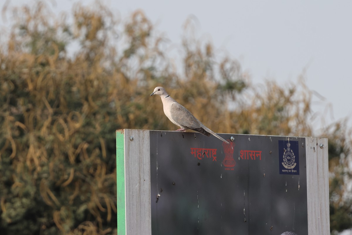 Eurasian Collared-Dove - ML646679408