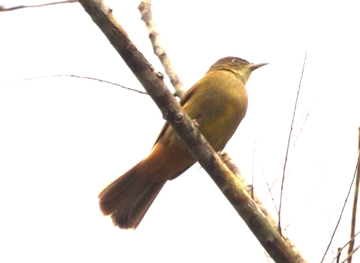Gray-eyed Bulbul (Gray-eyed) - ML646679410