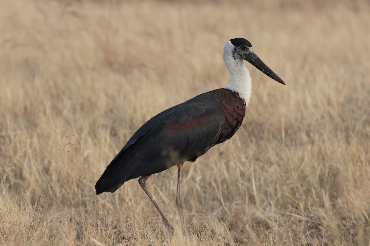 Asian Woolly-necked Stork - ML646679411
