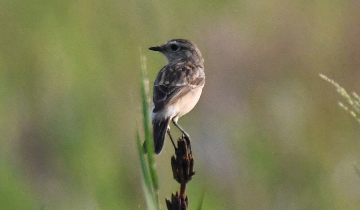 Siberian Stonechat - ML646679412