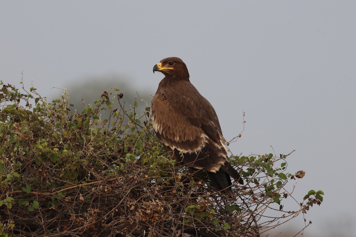 Steppe Eagle - ML646679413