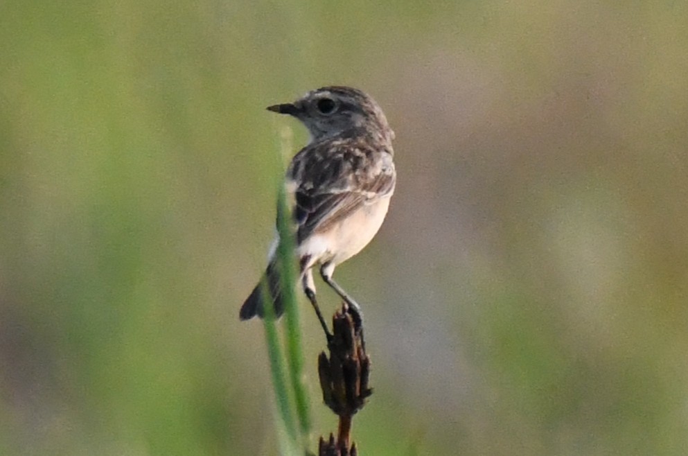 Siberian Stonechat - ML646679414