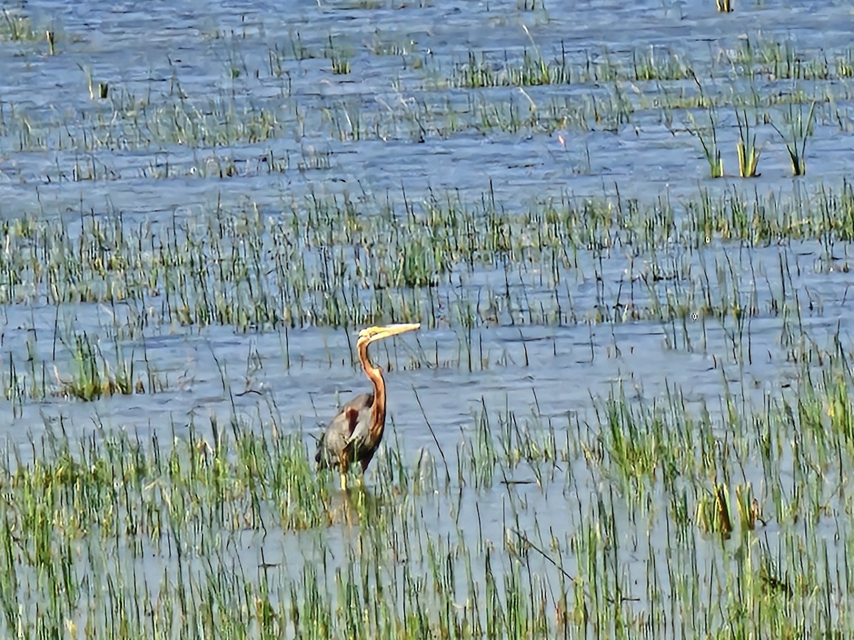 Purple Heron - ML646679415