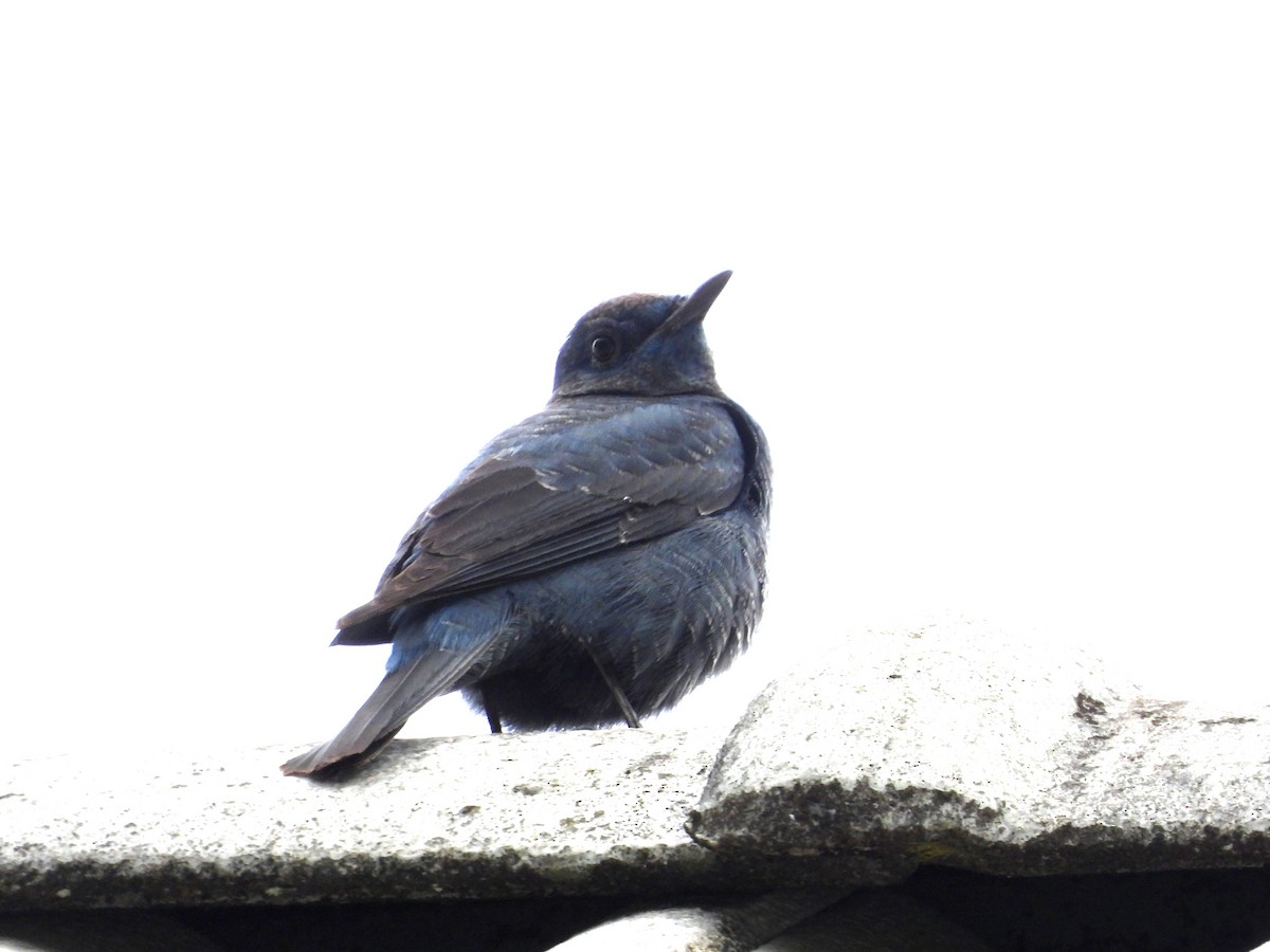 Blue Rock-Thrush - ML646679416