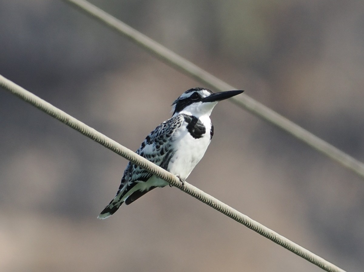 Pied Kingfisher - ML646679418