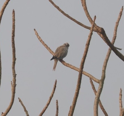 Eurasian Collared-Dove - ML646679420