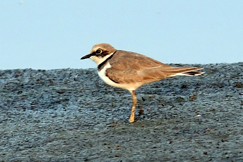חופמי גדות - ML646679422