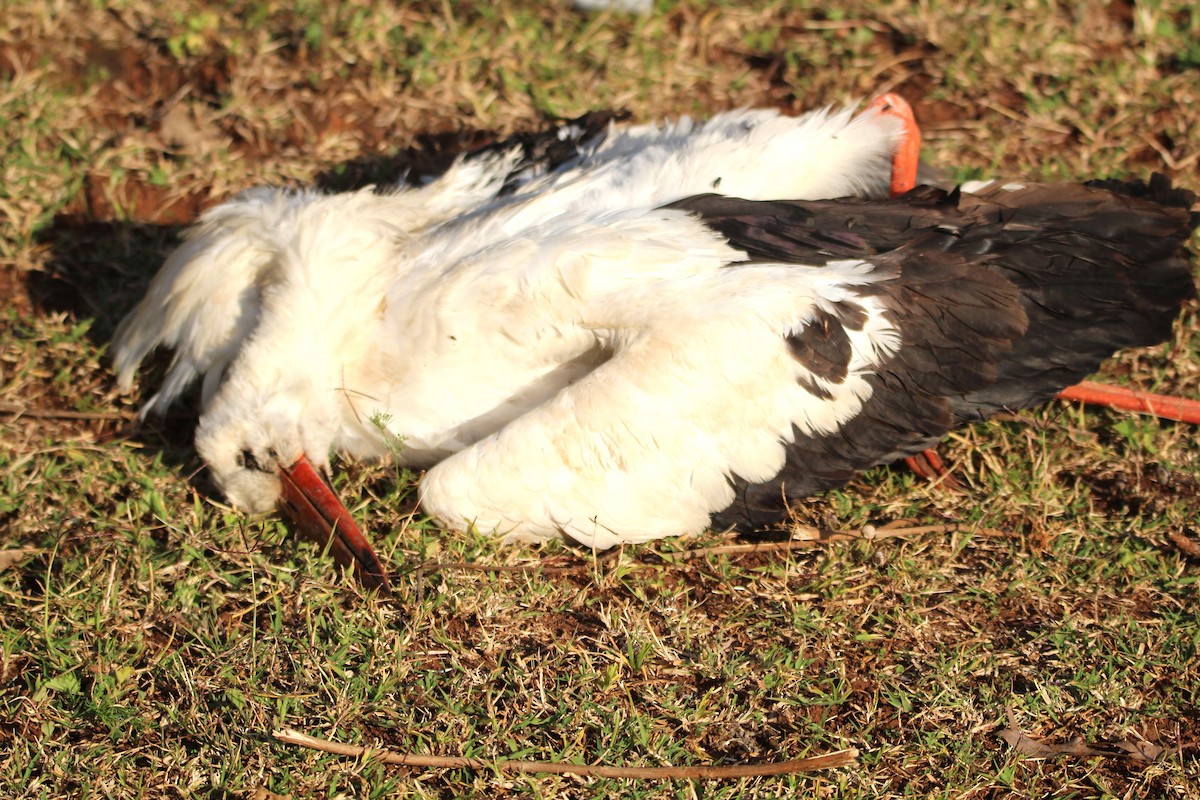 White Stork - ML646679424
