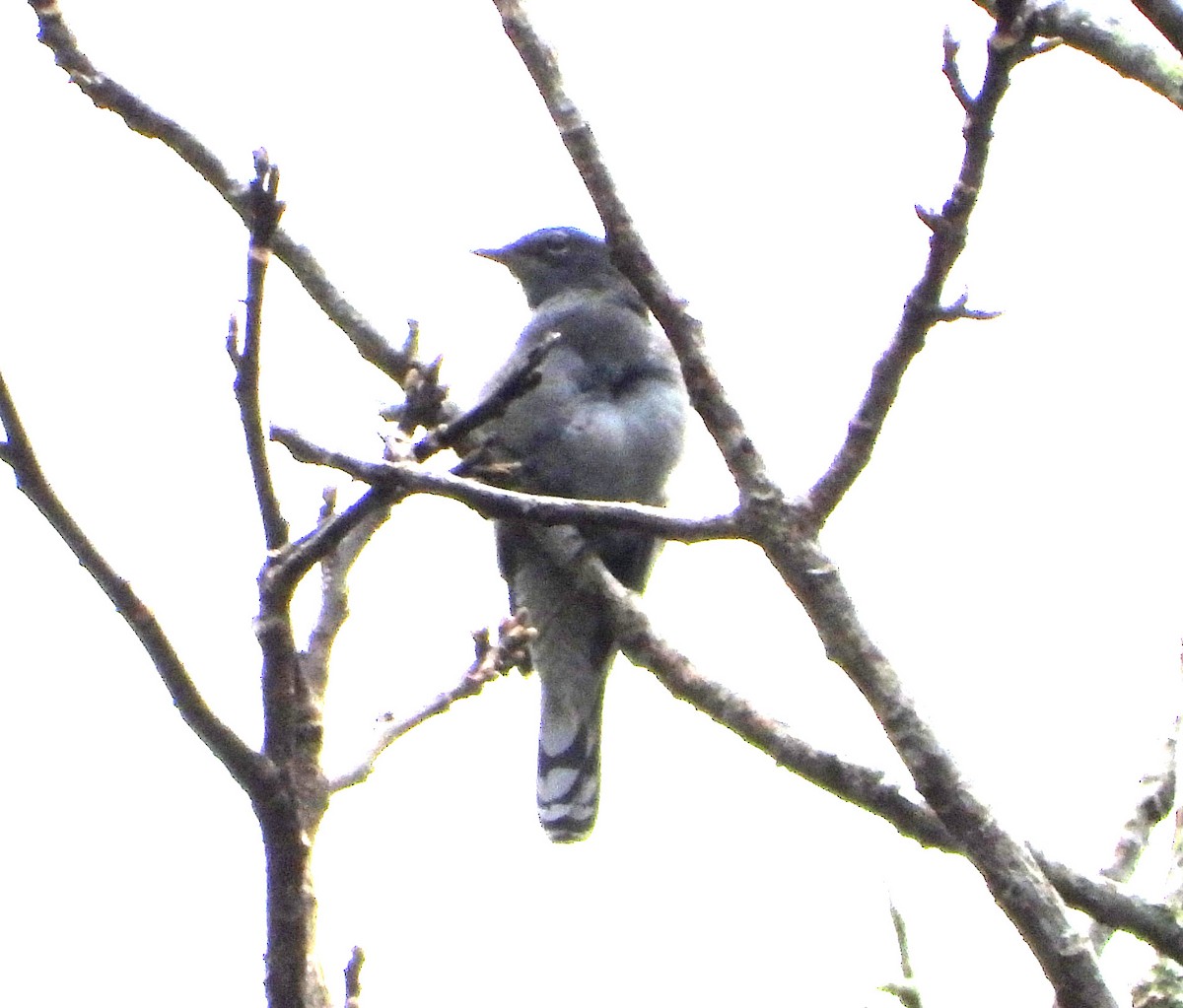 Black-winged Cuckooshrike - ML646679426