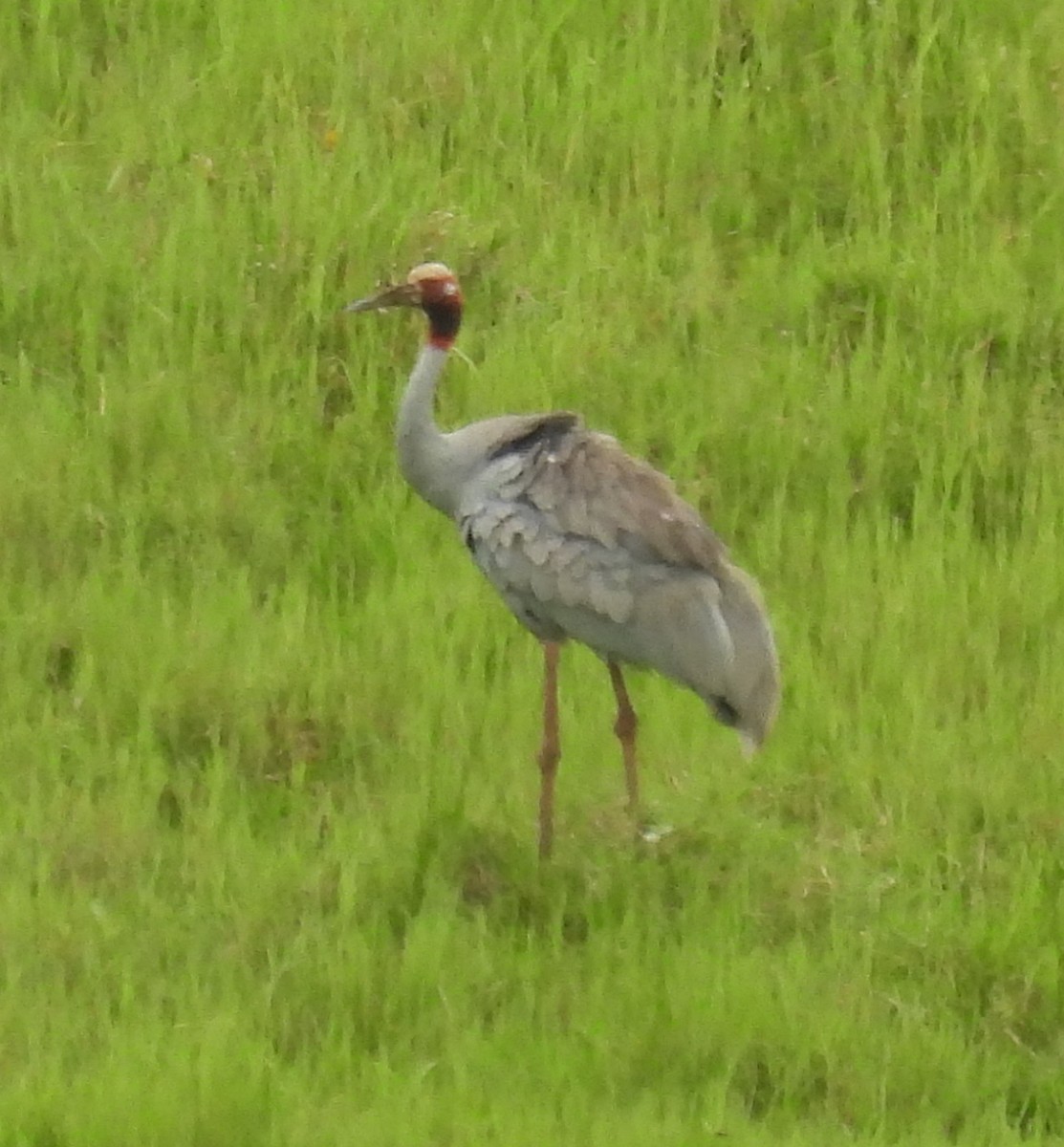 Sarus Crane - ML646679427