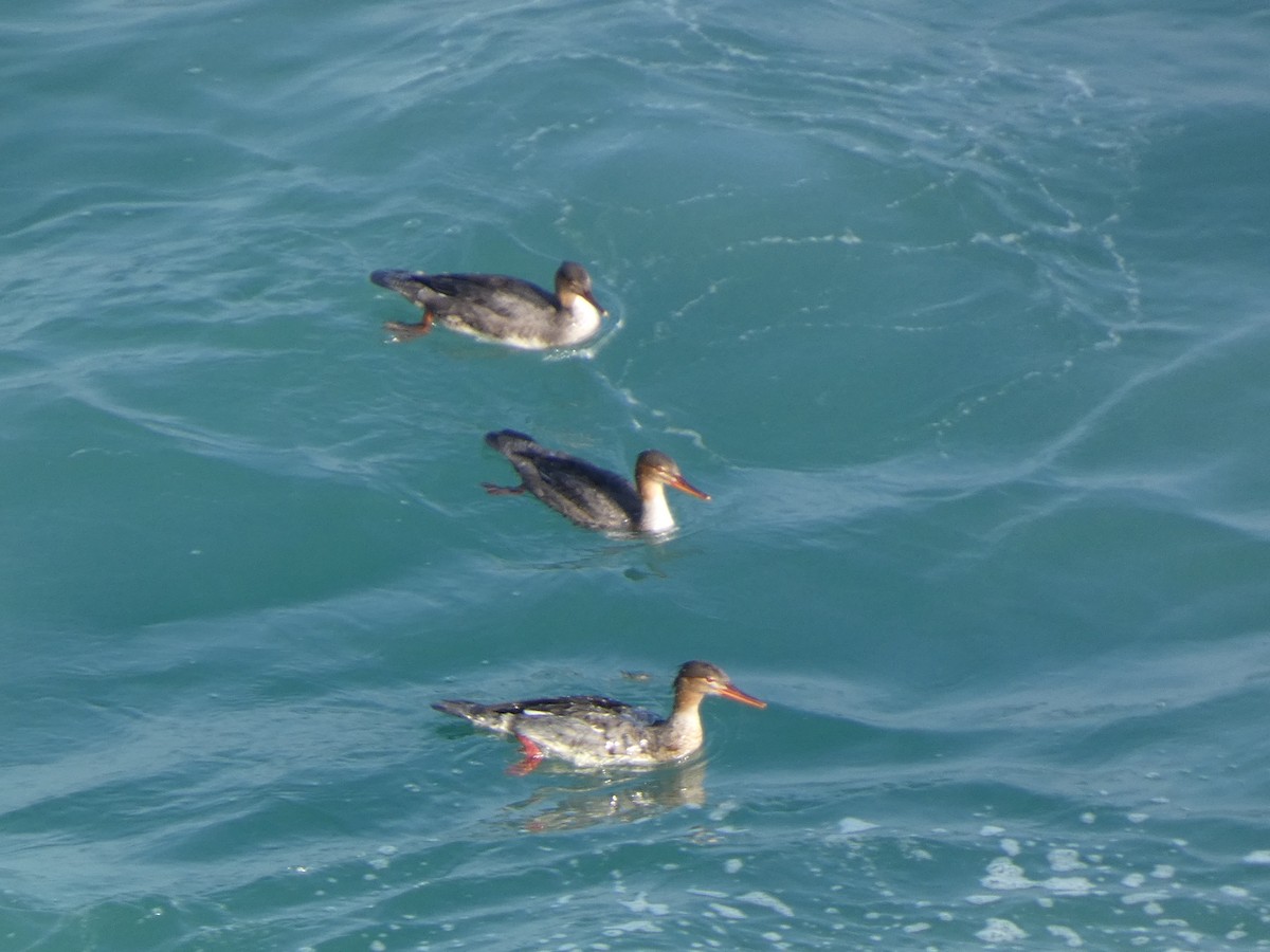 Zerra ertaina - ML646679428