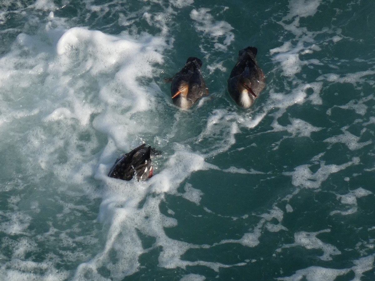 Zerra ertaina - ML646679430