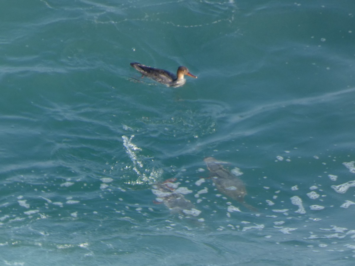 Zerra ertaina - ML646679433