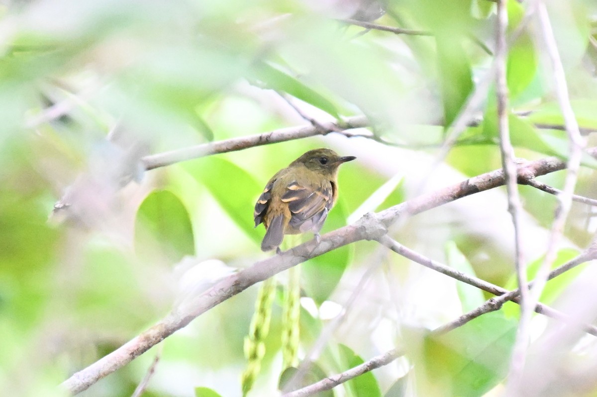 Ochre-bellied Flycatcher - ML646679434