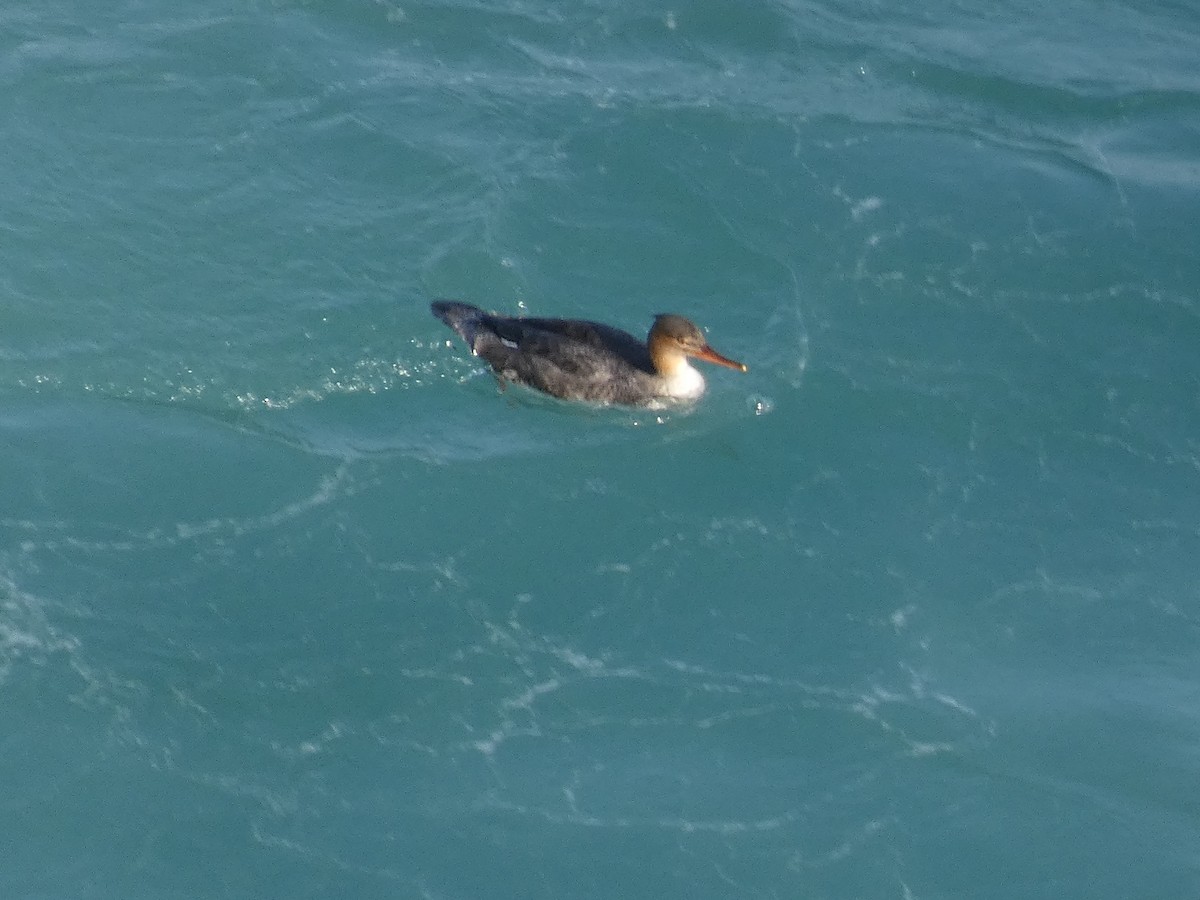 Zerra ertaina - ML646679436