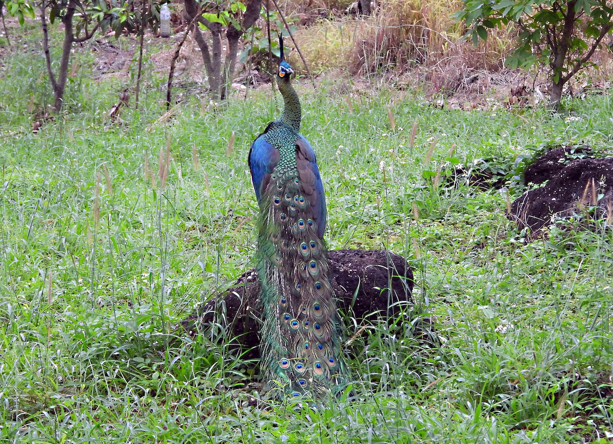 Зелёный павлин - ML646679439