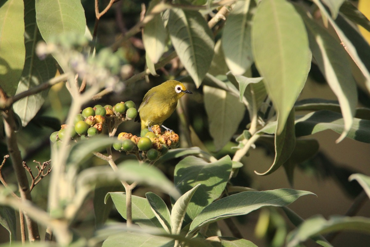 Kikuyu White-eye - ML646679440