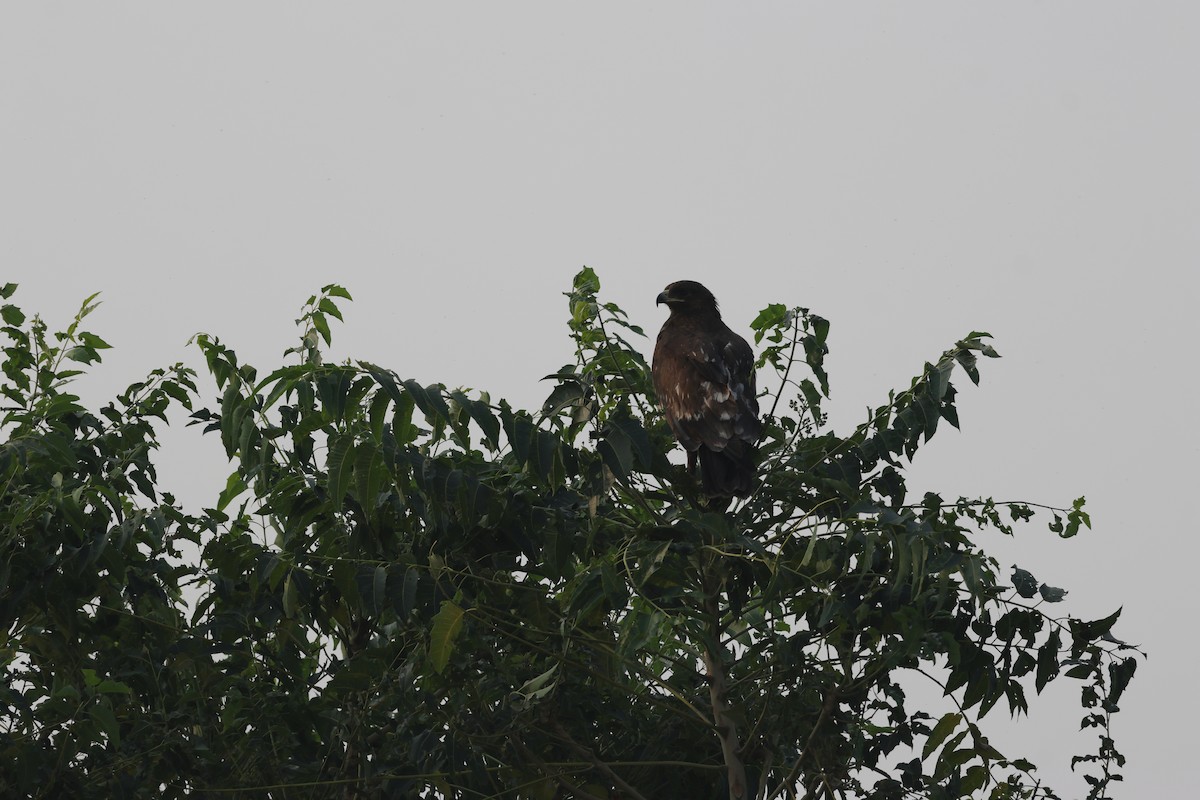 Greater Spotted Eagle - ML646679445