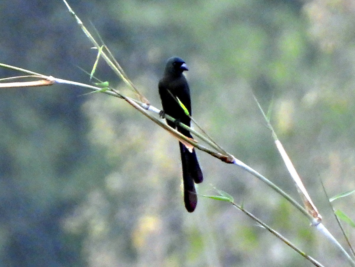 Ракетохвостая сорока - ML646679446