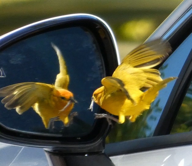 Safrangilbtangare - ML646679448