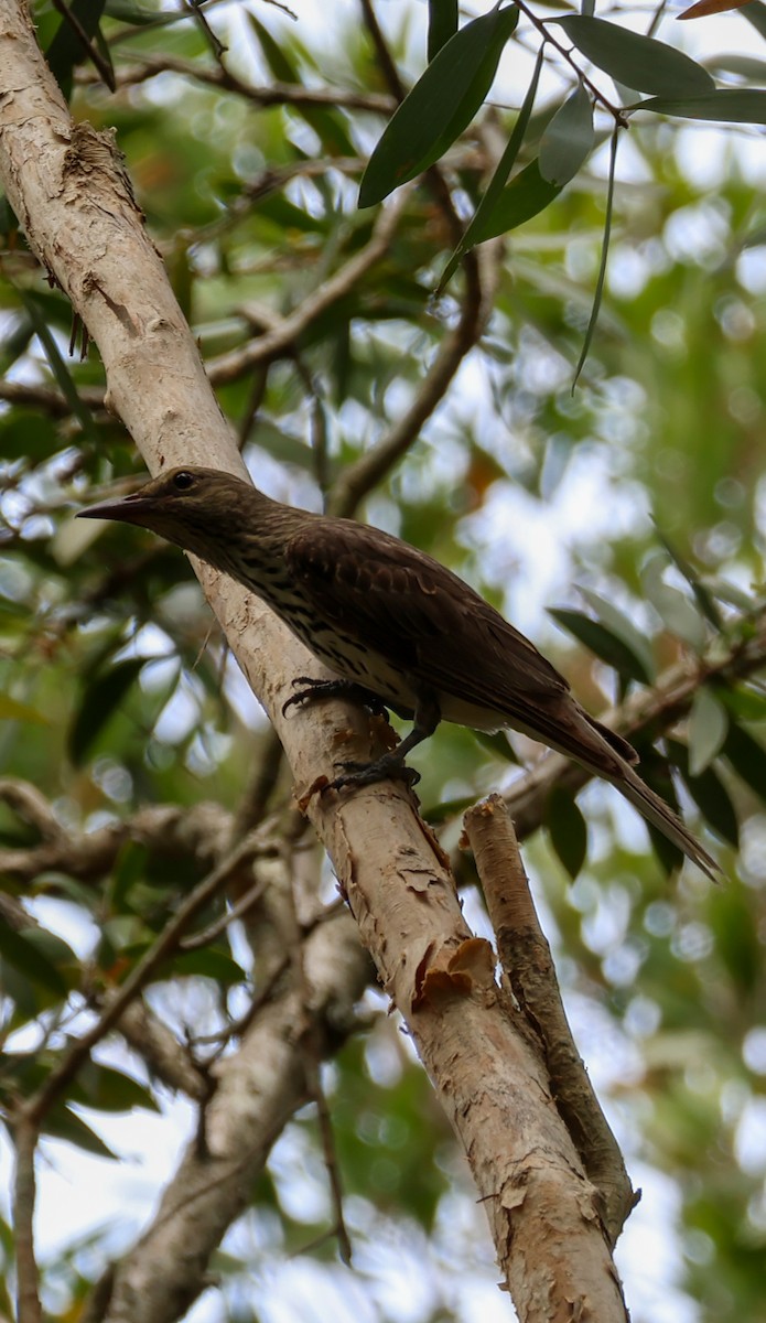 Olive-backed Oriole - ML646679454