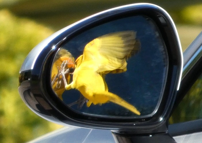 Safrangilbtangare - ML646679457