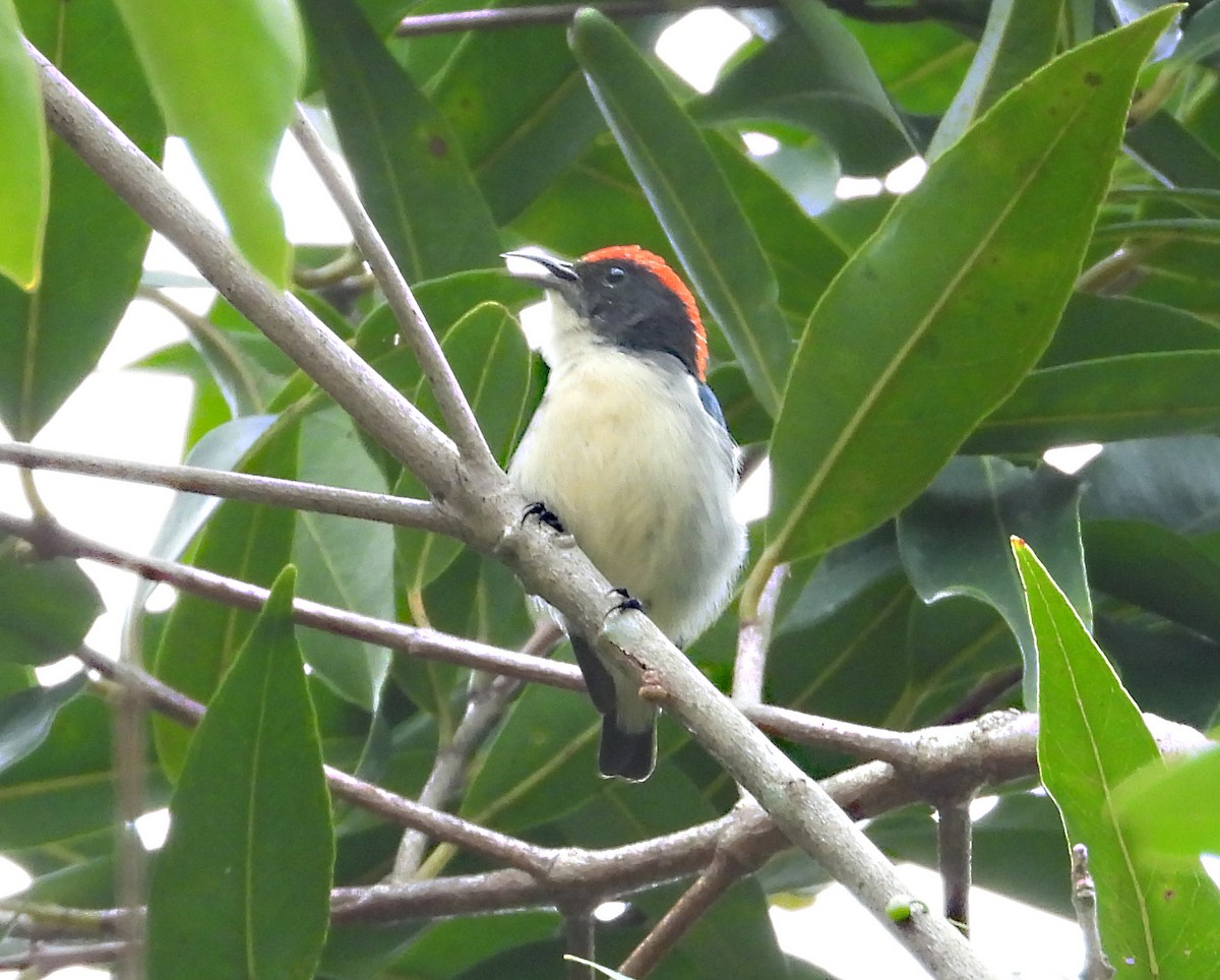 Scarlet-backed Flowerpecker - ML646679458