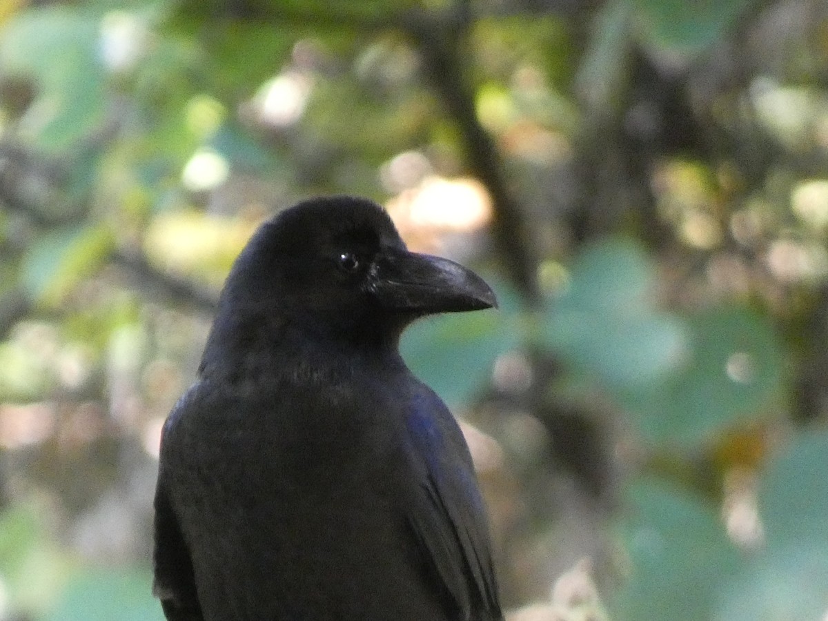 Large-billed Crow - ML646679459