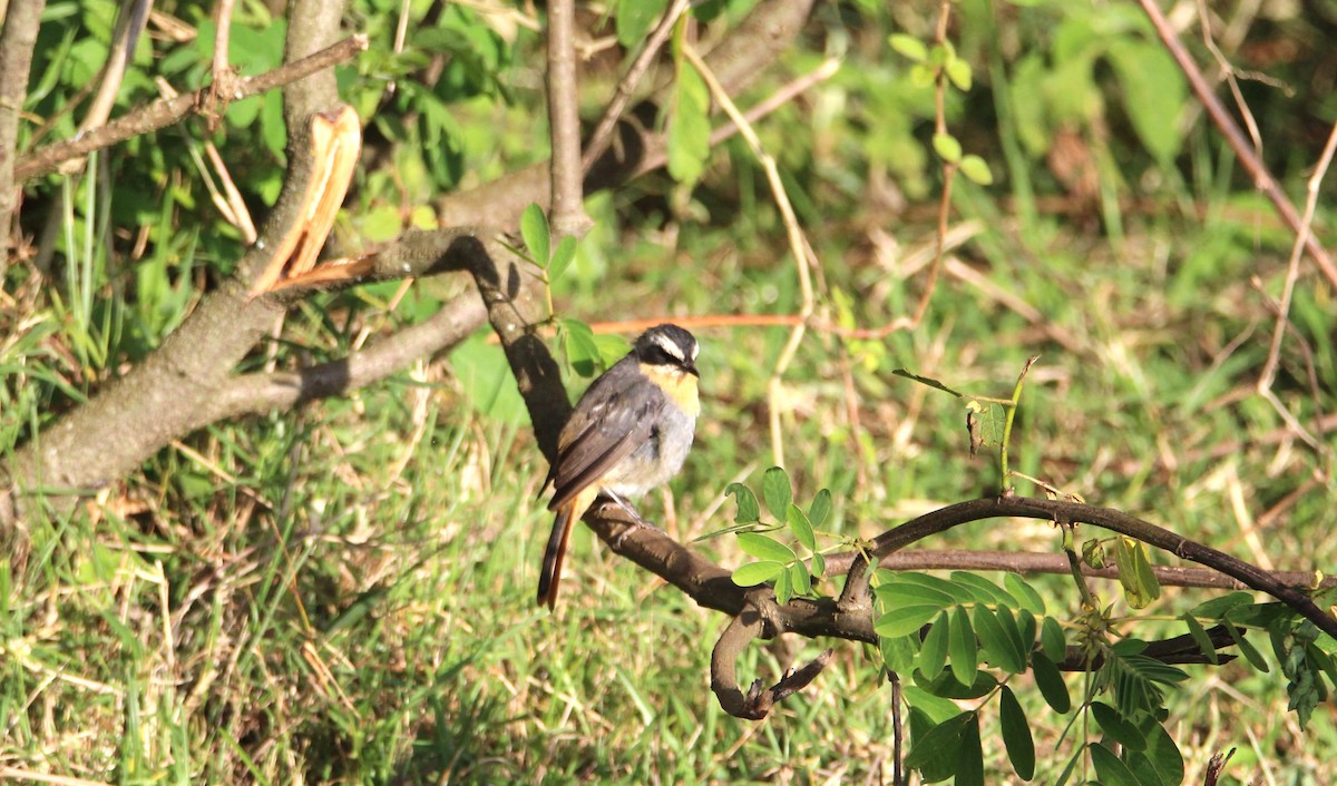 Cape Robin-Chat - ML646679460
