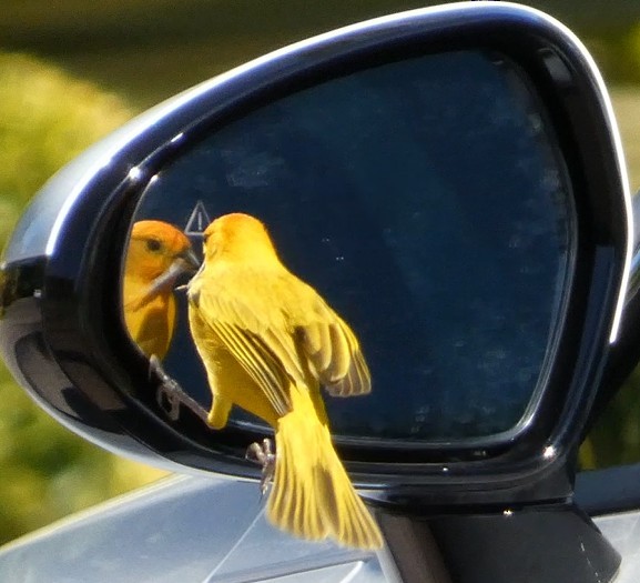 Saffron Finch - ML646679461